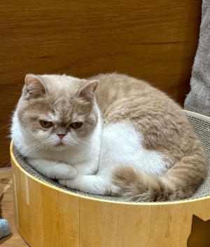 広島県広島市中区薬研堀のヘルス オアシスの写メ日記　猫カフェ^?.?^?画像