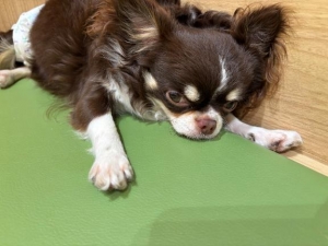 広島県広島市中区薬研堀のヘルス オアシスの写メ日記　?*｡ﾟ画像