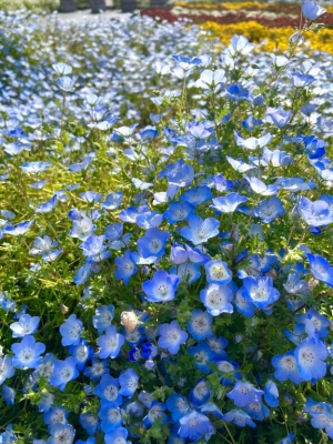 広島県広島市中区薬研堀のヘルス オアシスの写メ日記　満開画像