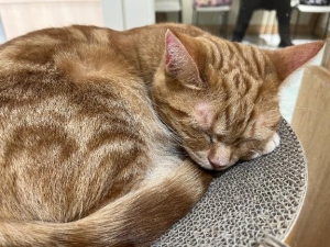 広島県広島市中区薬研堀のヘルス オアシスの写メ日記　?画像